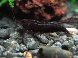 Krewetka black choco (Black Choco Shrimp)